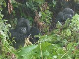 Rwanda gorillas, volcanoes, lakes and hills.