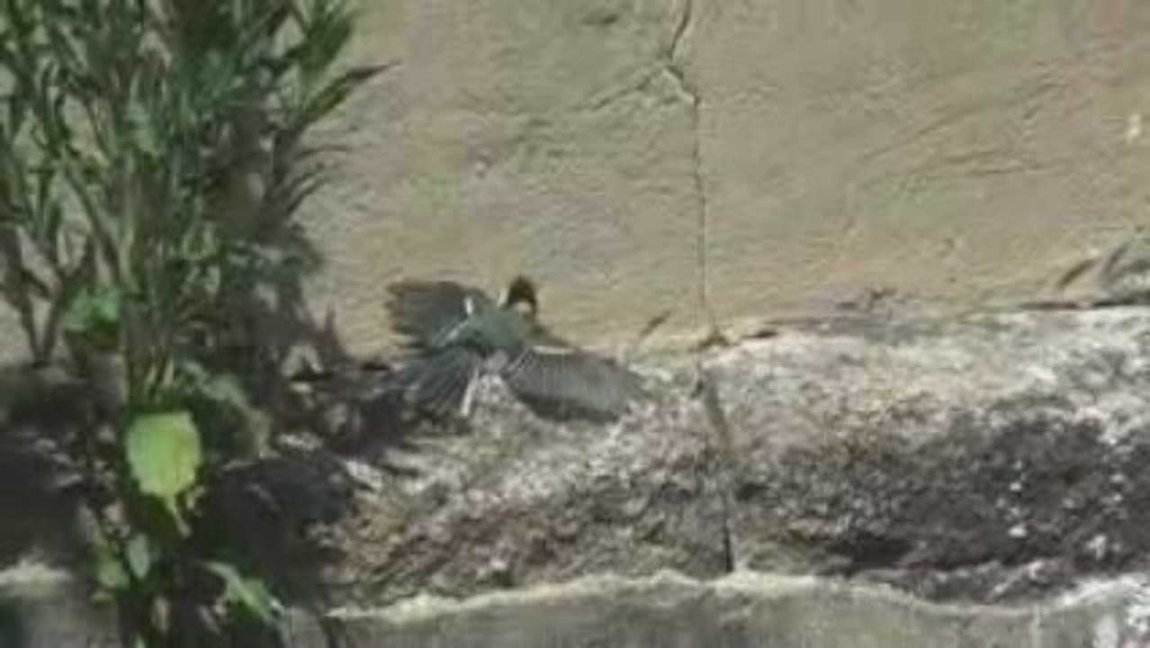Mesange20090701