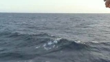 Dolphins Of Tiran Island