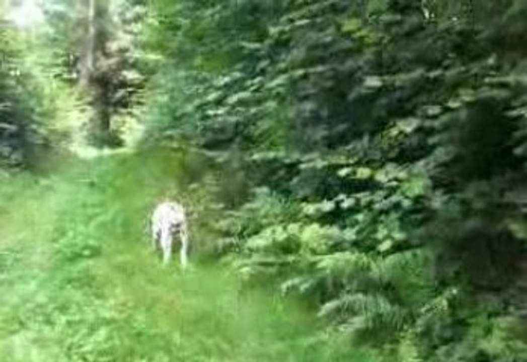 aguir et baltane en ballade