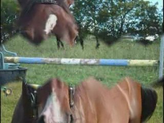 Seance obstacle avec Unik