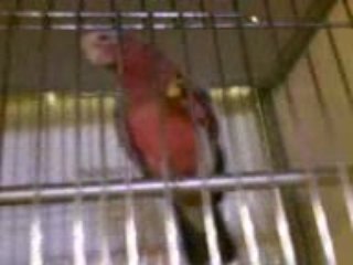 cacawète le cacatoès rosalbin