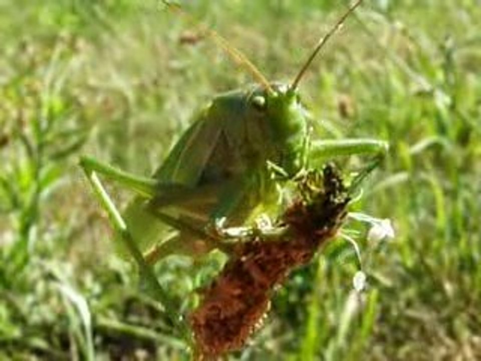 Microcosmos 2 le retour de la sauterelle