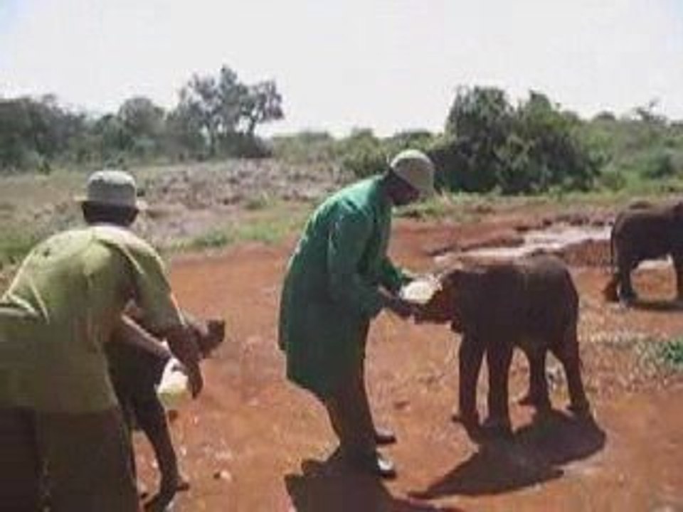 baby elephants