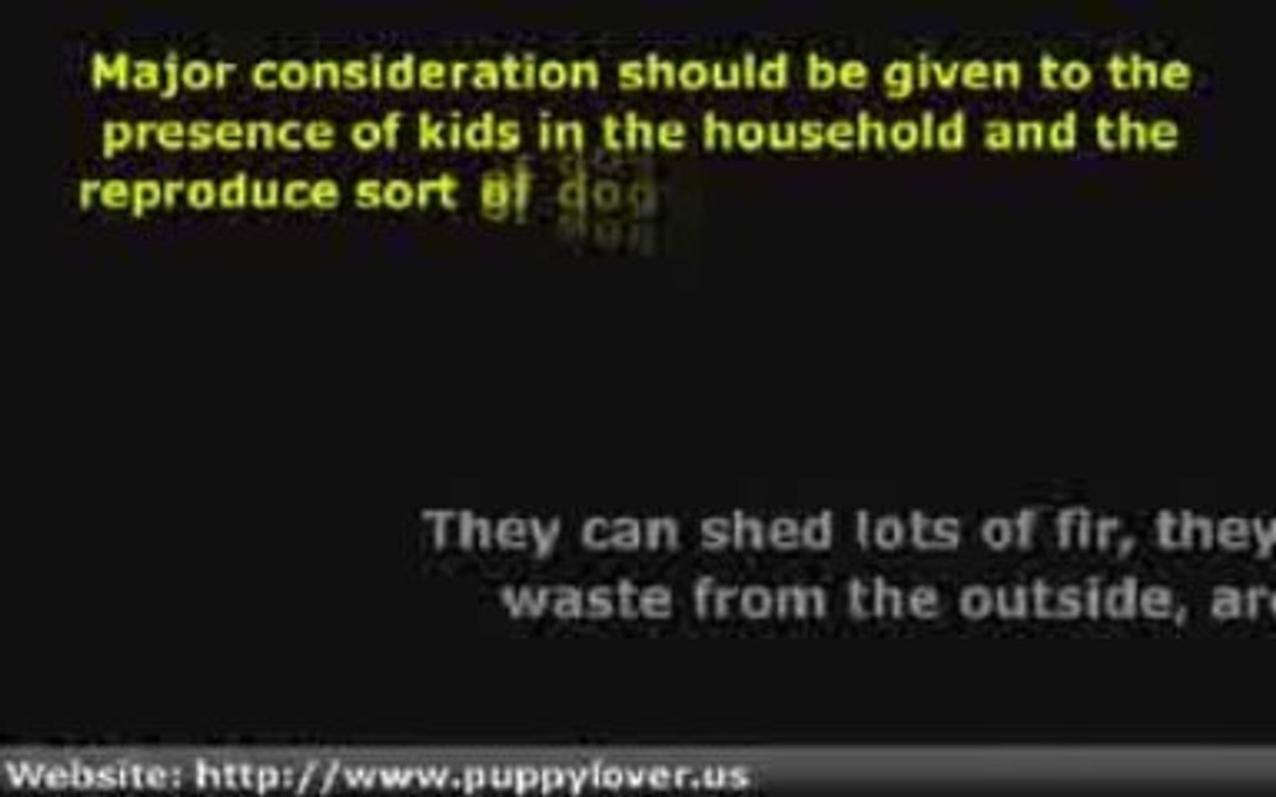 Puppy Dog Training- What To Consider Before Pur...