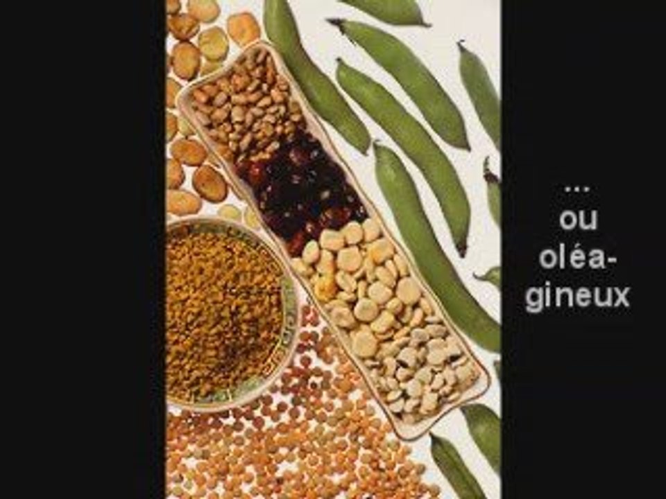 Jazz Max : Présentation