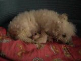 naissance chiots bichon frisé