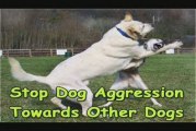 How To Stop Dog Aggression Towards Other Dogs