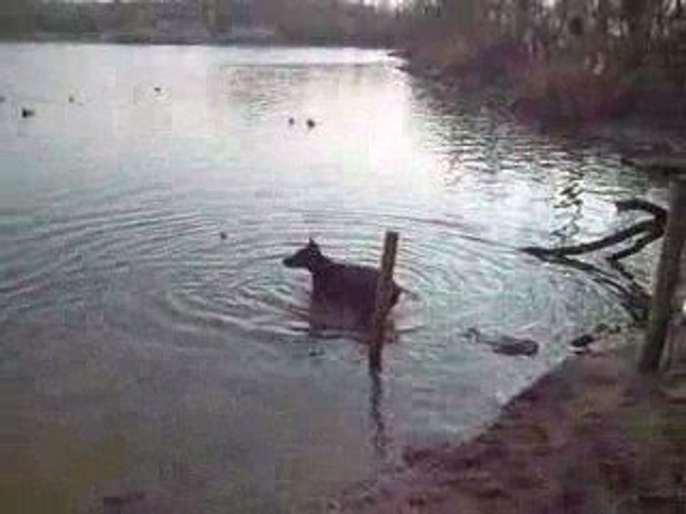 doberman à l'eau