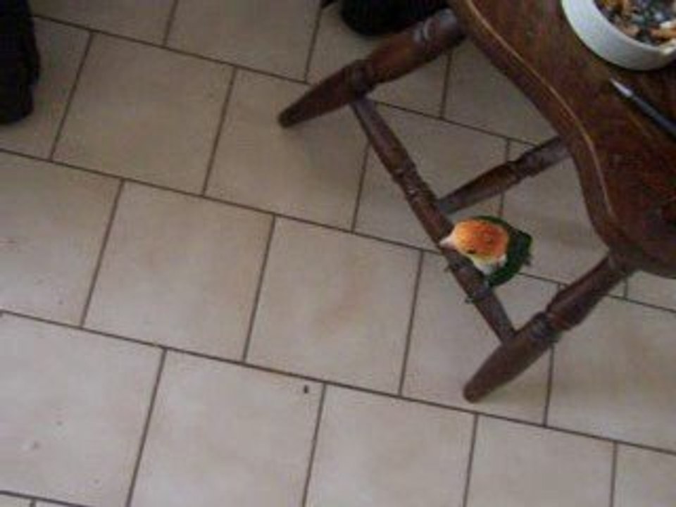 Diego se fait la malle