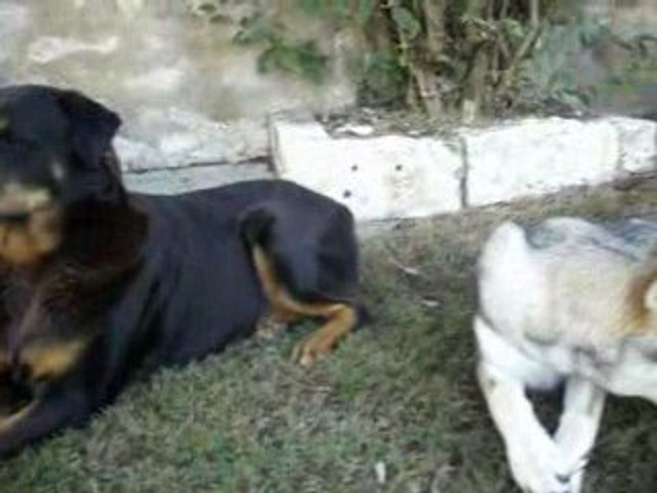 Un chien loup Tchécoslovaque avec deux Rottweilers  A.G.E.C.