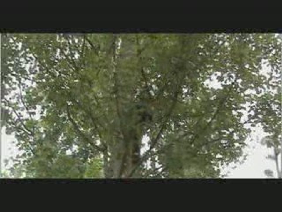 festival de montry2009 - demain nos jardins - Nature en fete