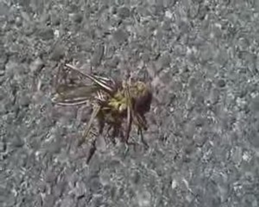 Guêpe et criquet mort