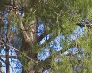 Ecureuil (roux) courant dans un arbre