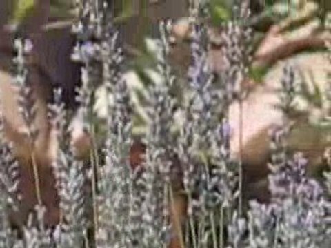 lavande cigales et papillons