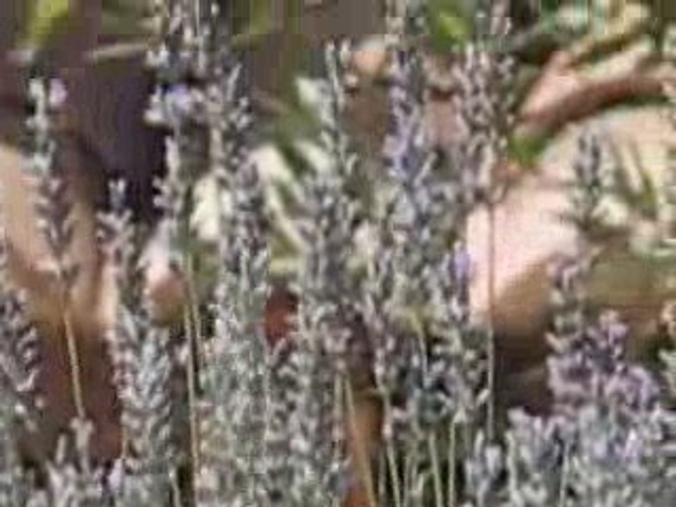 lavande cigales et papillons