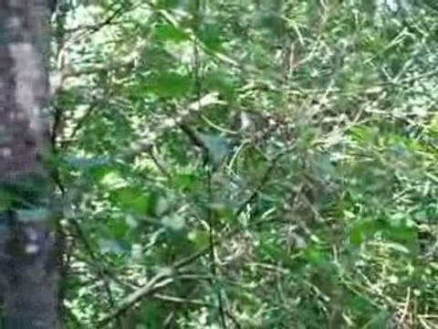 La Vallée Des Singes