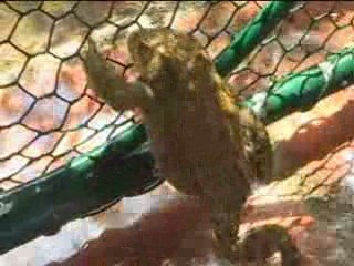 La Petite Grenouille du Bremien