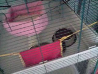 Furets en vadrouille