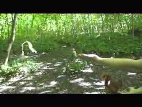 Ecureuils et mésanges