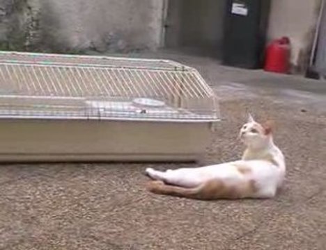 Chats et lapins - rencontre