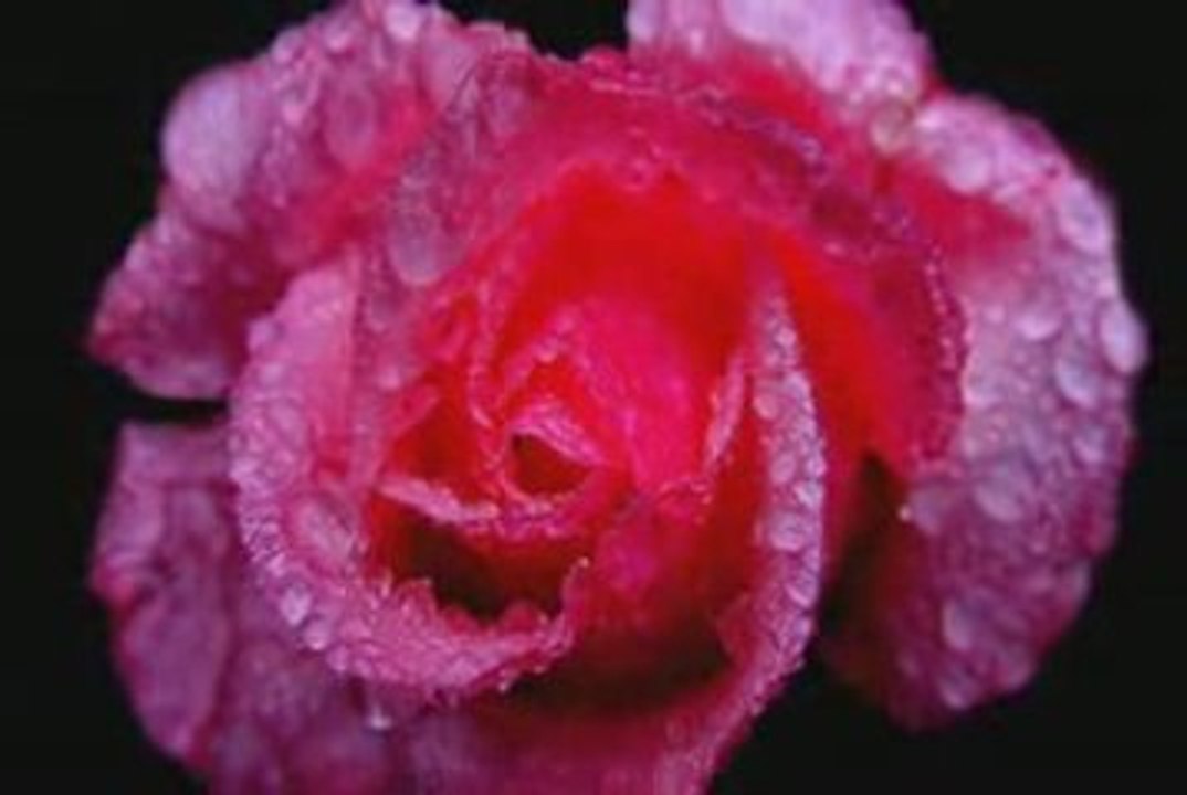 Scarlet rose