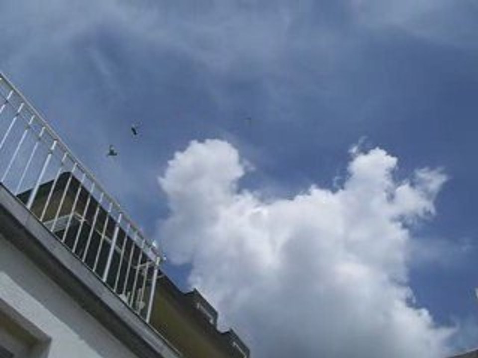 tolgahan saya kelebek