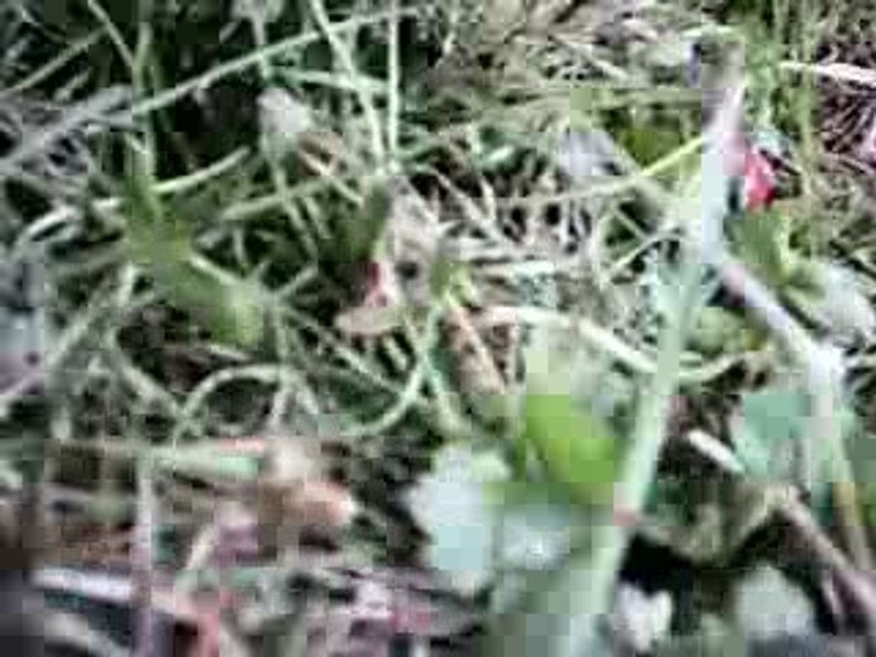 Spout 5