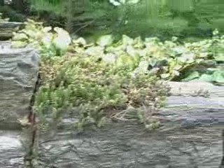 Chanticleer - one of my favourite places