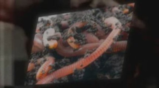 Create Worm Castings