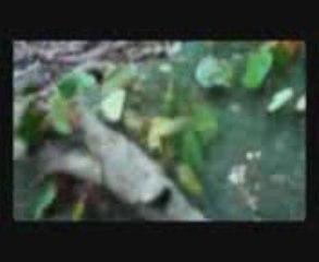 Ants - the Tiny Menace