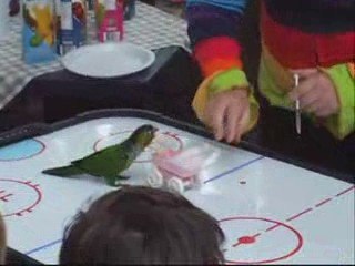 $49/hr North Vancouver Trained Bird Outranks Bouncy Castle
