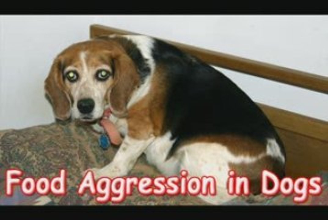 Food Aggression in Dogs-Tame Food Aggression in Dogs