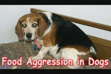 Food Aggression in Dogs-Tame Food Aggression in Dogs