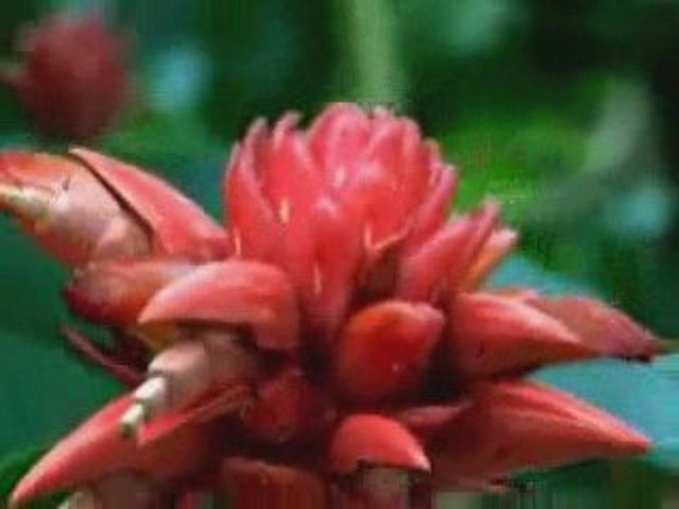 UN PEU D HUMOUR nature bizarre