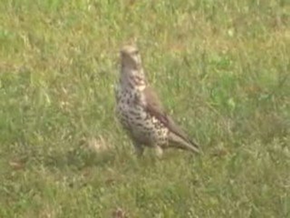 Quel est cet oiseau ?