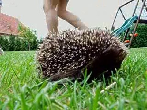Un bébé hérisson curieux dans mon jardin !!!
