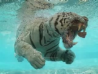 ODIN el tigre blanco nadador