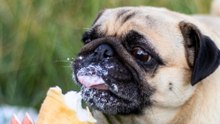 Avoid These Common Foods That Could Harm Your Dog