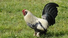 Meet 12 Productive Chicken Breeds for a Thriving Backyard Coop