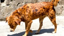 Inside the World of 12 Dog Breeds That Shouldn't Exist—Yet Do.