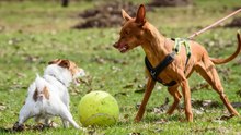 Top 10 dog breeds trainers dislike the most
