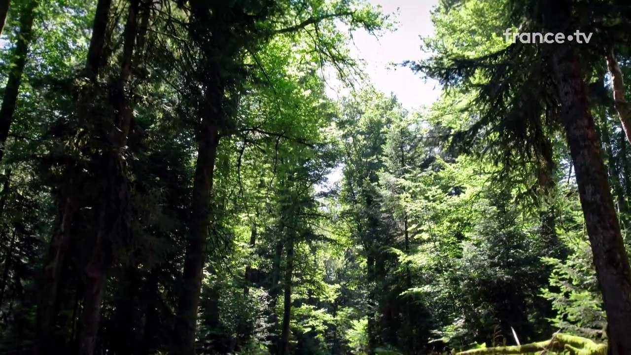 Dr Pic Noir : urgences des bois