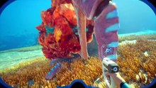 Subnautica 2 - il gameplay in early access