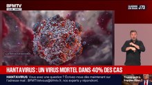 Hantavirus: voici à quoi ressemble le virus qui a contaminé une Française