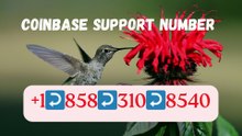 ≋{{New INFO List}} of Official { COINBASE WALLET™)TECH SUPPORT™️Phones Numbers ≋
