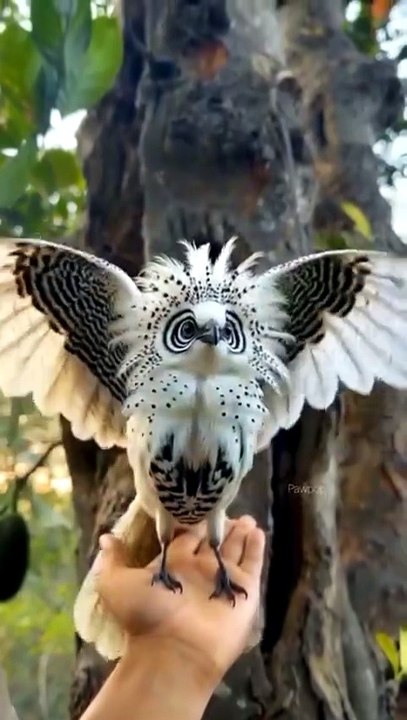 Beautiful owl