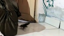 Funny video Amezing