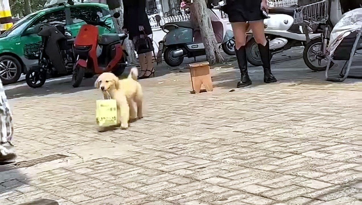 Golden Retriever helping its owner carry takeout:  Mommy just bought some fruit salad, she'll definitely share some with me when we get home, just thinking about it makes me happy 🐾