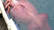 A closer look at the 10 largest squid species in the world